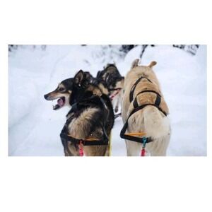 Non Stop Dog Sledding Mushing Ski Jouring Nome Stick Harness Size 6 Norway Nwt